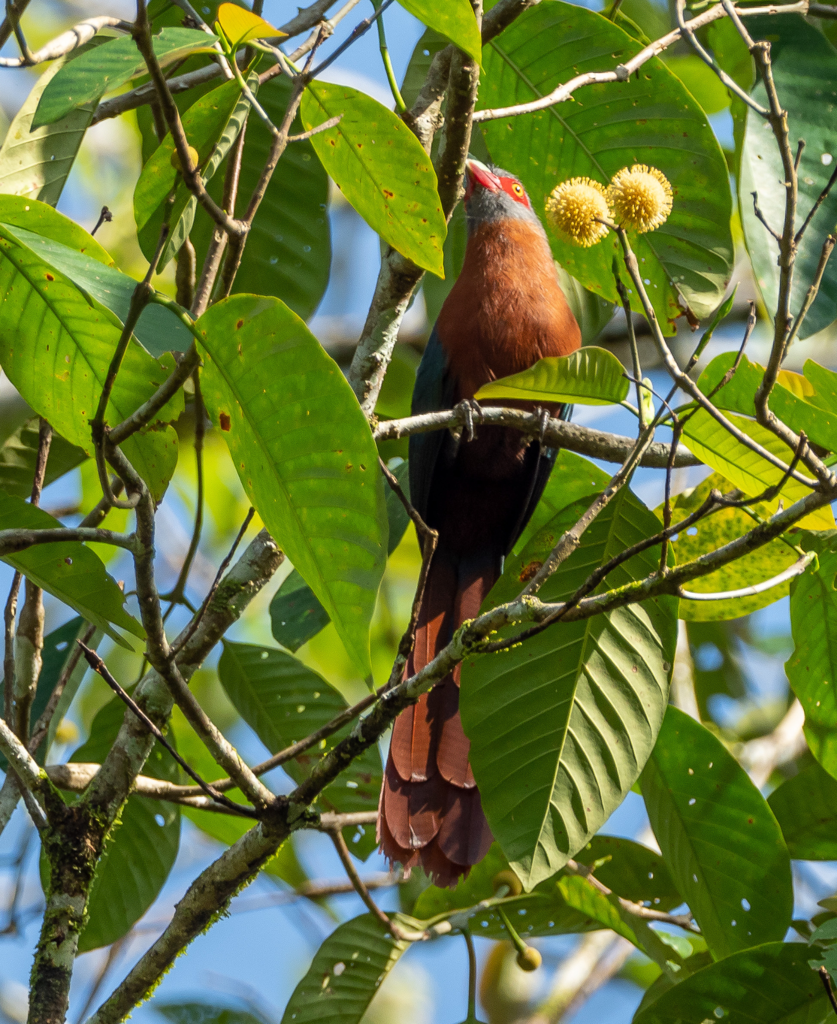 Chestnut Breast Malkoha